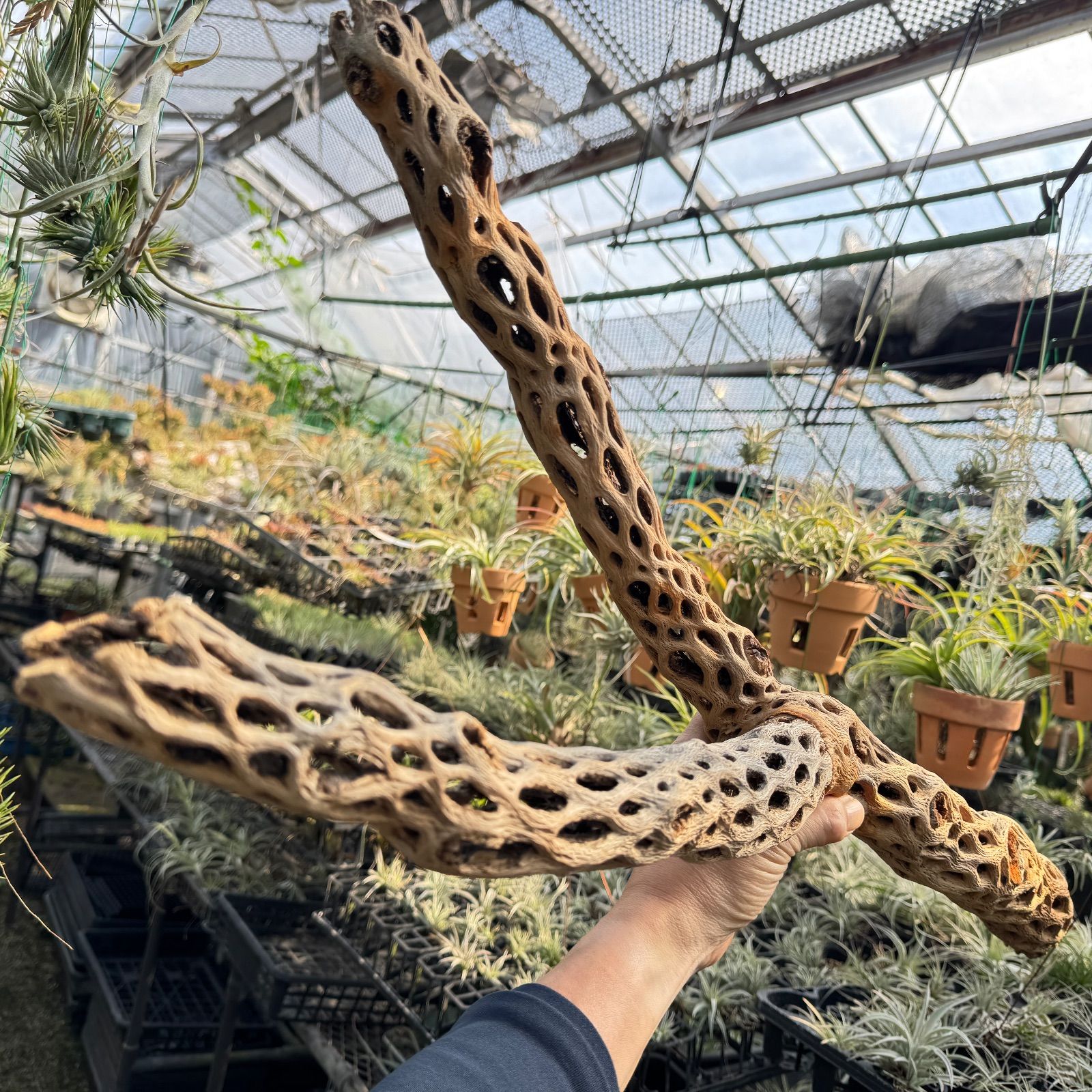 肉厚完全Y枝 特大 長め-No.9 約 長さ80.5 cm×最大幅30 cm×最大φ6 cm 重さ 612 g カクタススケルトン1本 サボテンの骨 スケルトンウッド オブジェ エアプランツ含まず フラワーショップ江口