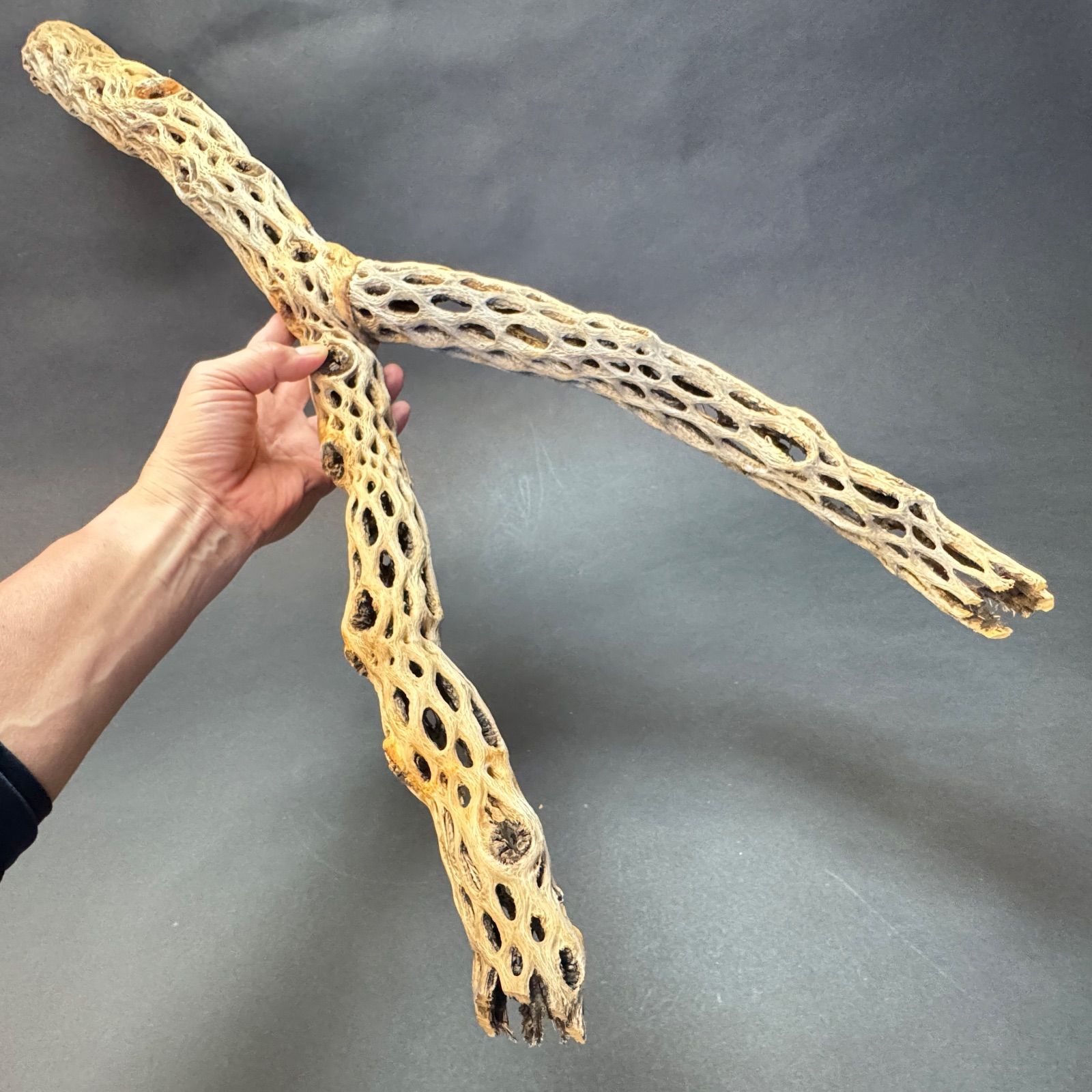 肉厚完全Y枝 特大 長め-No.9 約 長さ80.5 cm×最大幅30 cm×最大φ6 cm 重さ 612 g カクタススケルトン1本 サボテンの骨 スケルトンウッド オブジェ エアプランツ含まず フラワーショップ江口