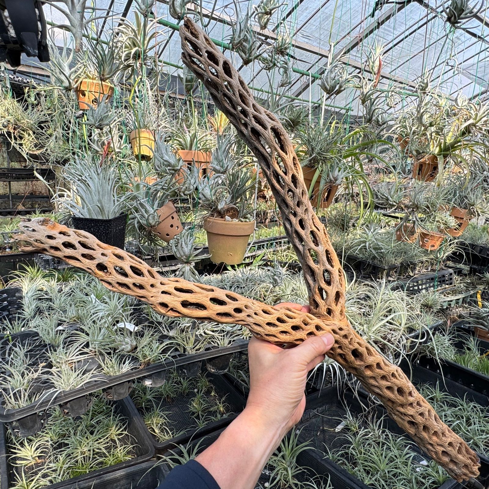 肉厚完全Y枝 特大 長め-No.9 約 長さ80.5 cm×最大幅30 cm×最大φ6 cm 重さ 612 g カクタススケルトン1本 サボテンの骨 スケルトンウッド オブジェ エアプランツ含まず フラワーショップ江口