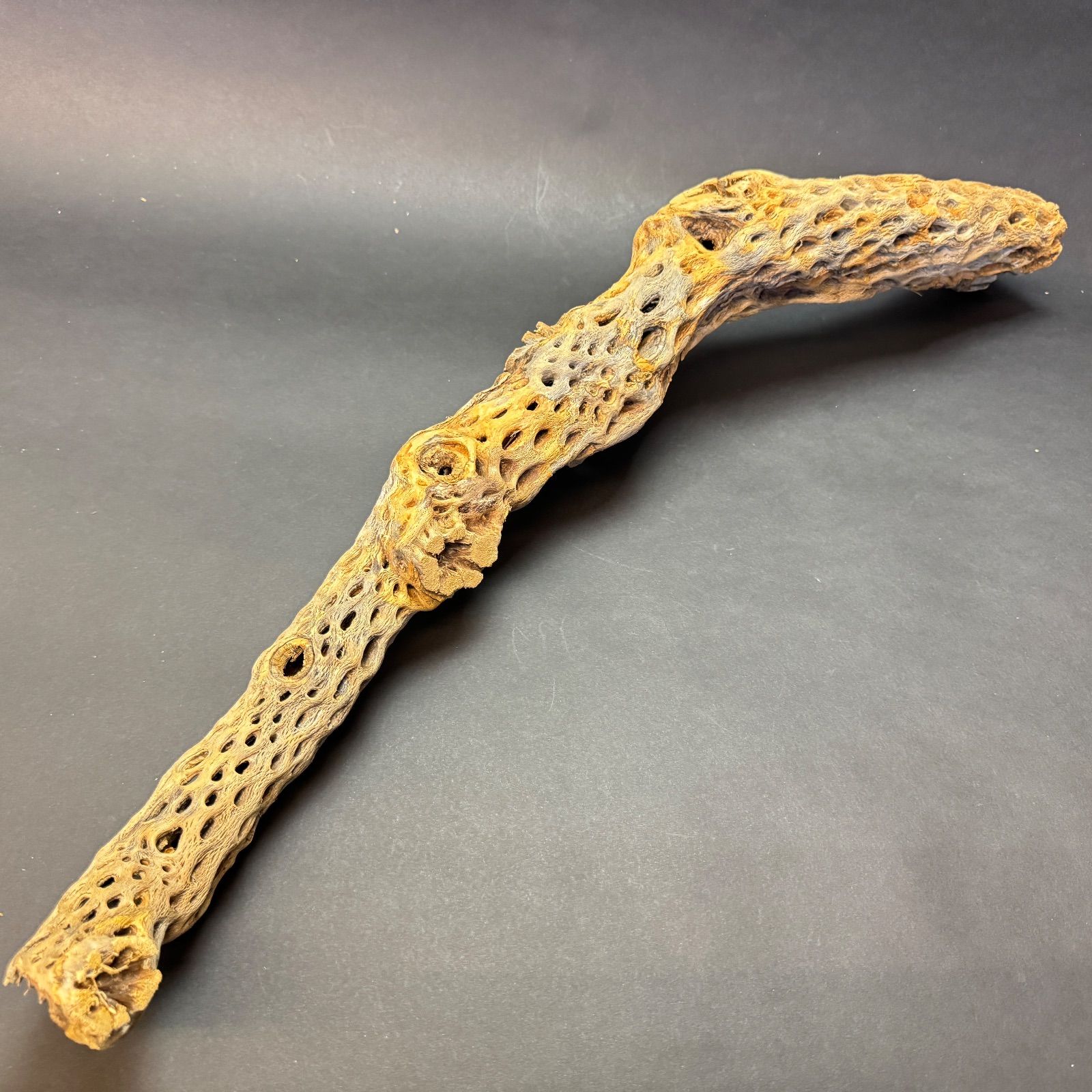 肉厚ストレートI 型くねり枝 特大 長め No 10 約 長さ81 cm 最大幅20 最大φ9 5 重さ 1 075 g カクタススケルトン1本 サボテンの骨 スケルトンウッド オブジェ エアプランツ含まず フラワーショップ江口 サボテン 観葉植物 フラワー ガーデニング