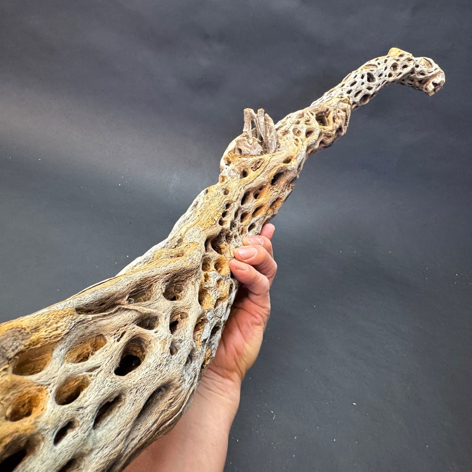 型くねり枝 特大