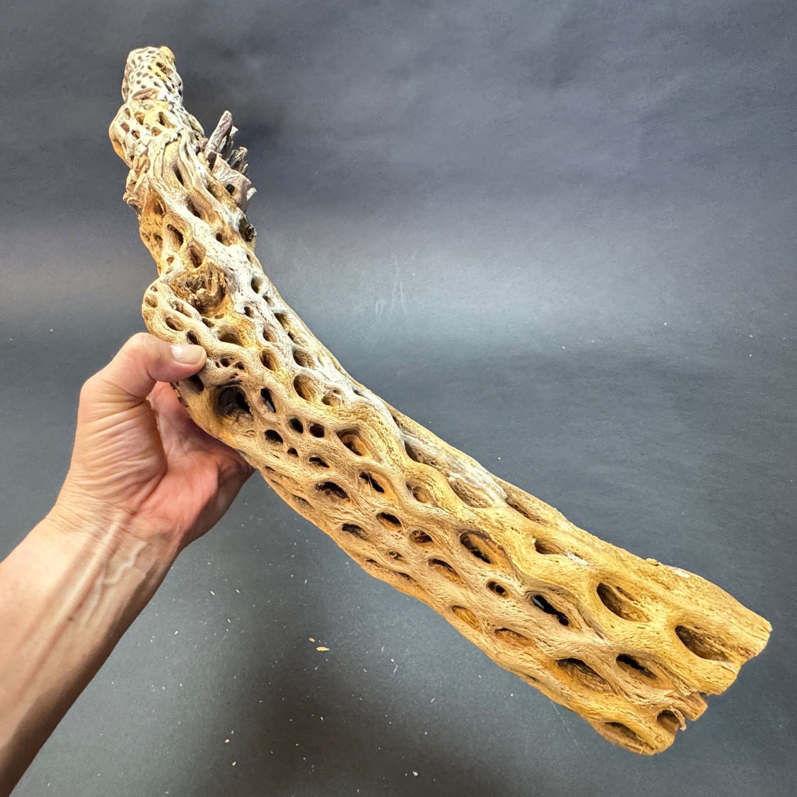 エアプランツ含まず