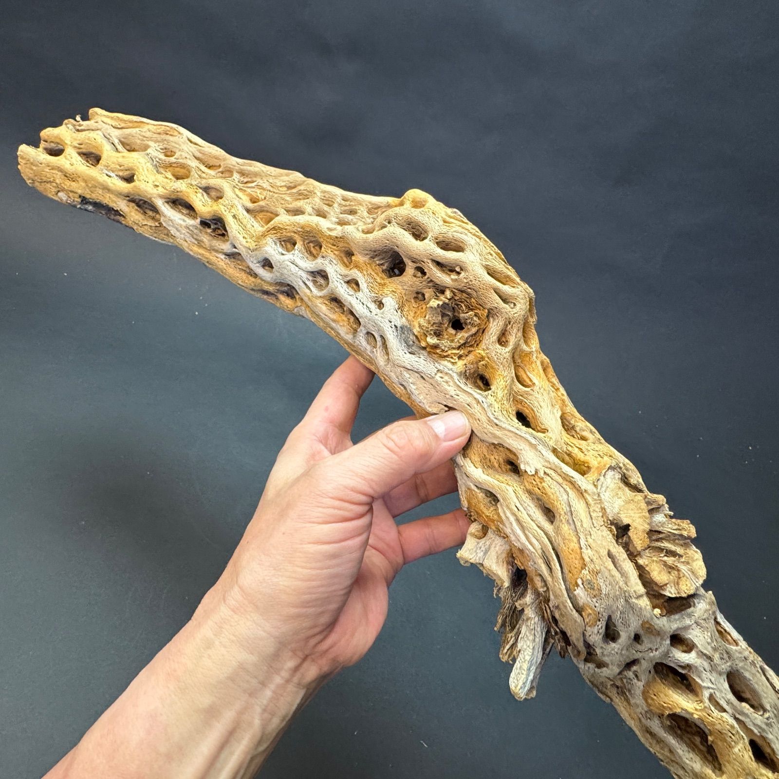 肉厚ストレートI