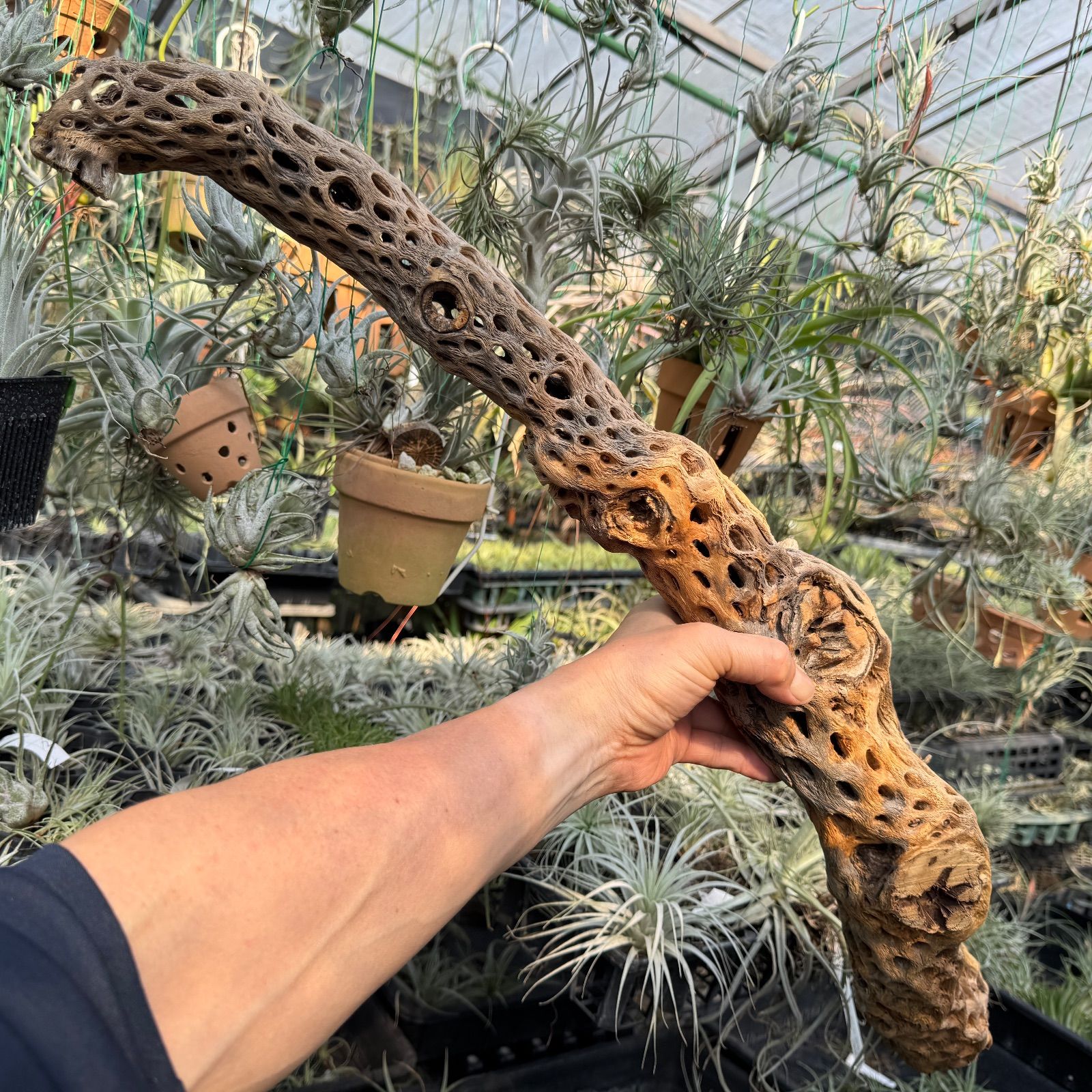 肉厚ストレートI 型くねり枝 特大 長め-No.10 約 長さ81 cm×最大幅20 cm×最大φ9.5 cm 重さ 1 075 g カクタススケルトン1本 サボテンの骨 スケルトンウッド オブジェ エアプランツ含まず フラワーショップ江口