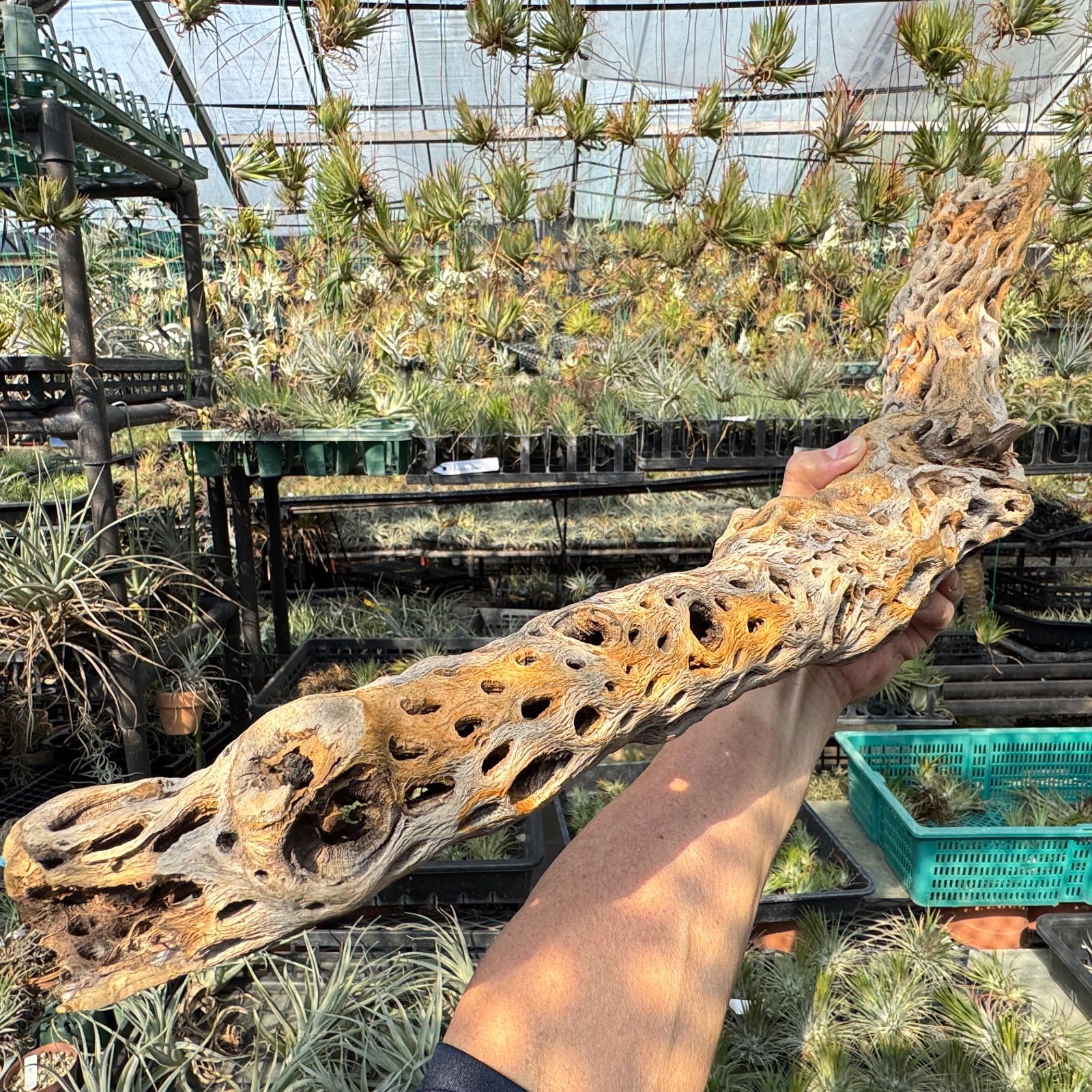 エアプランツ含まず フラワーショップ江口