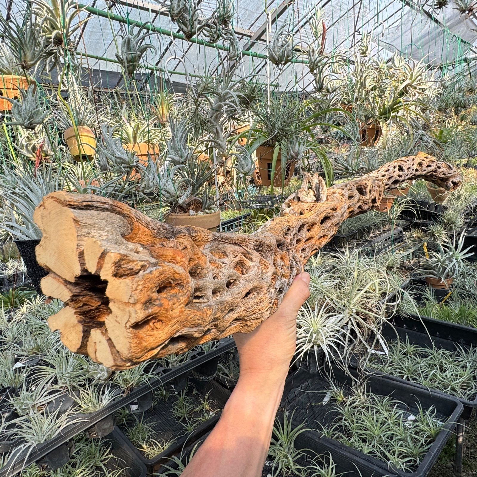 スケルトンウッド