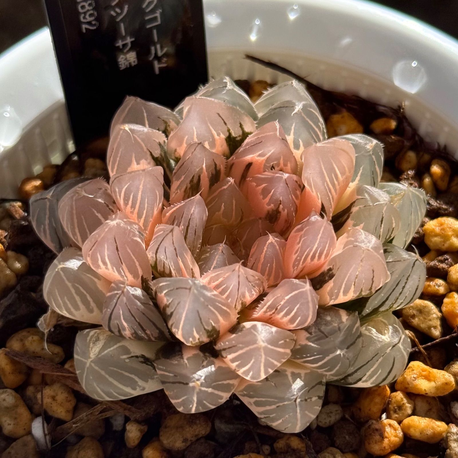 ピンクゴールドオブツーサ錦 H 1892 特選株