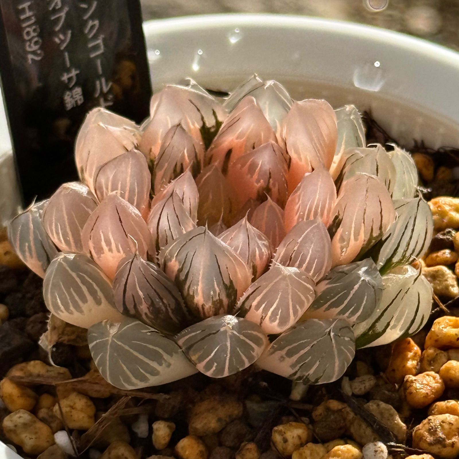 ピンクゴールドオブツーサ錦 H 1892 特選株