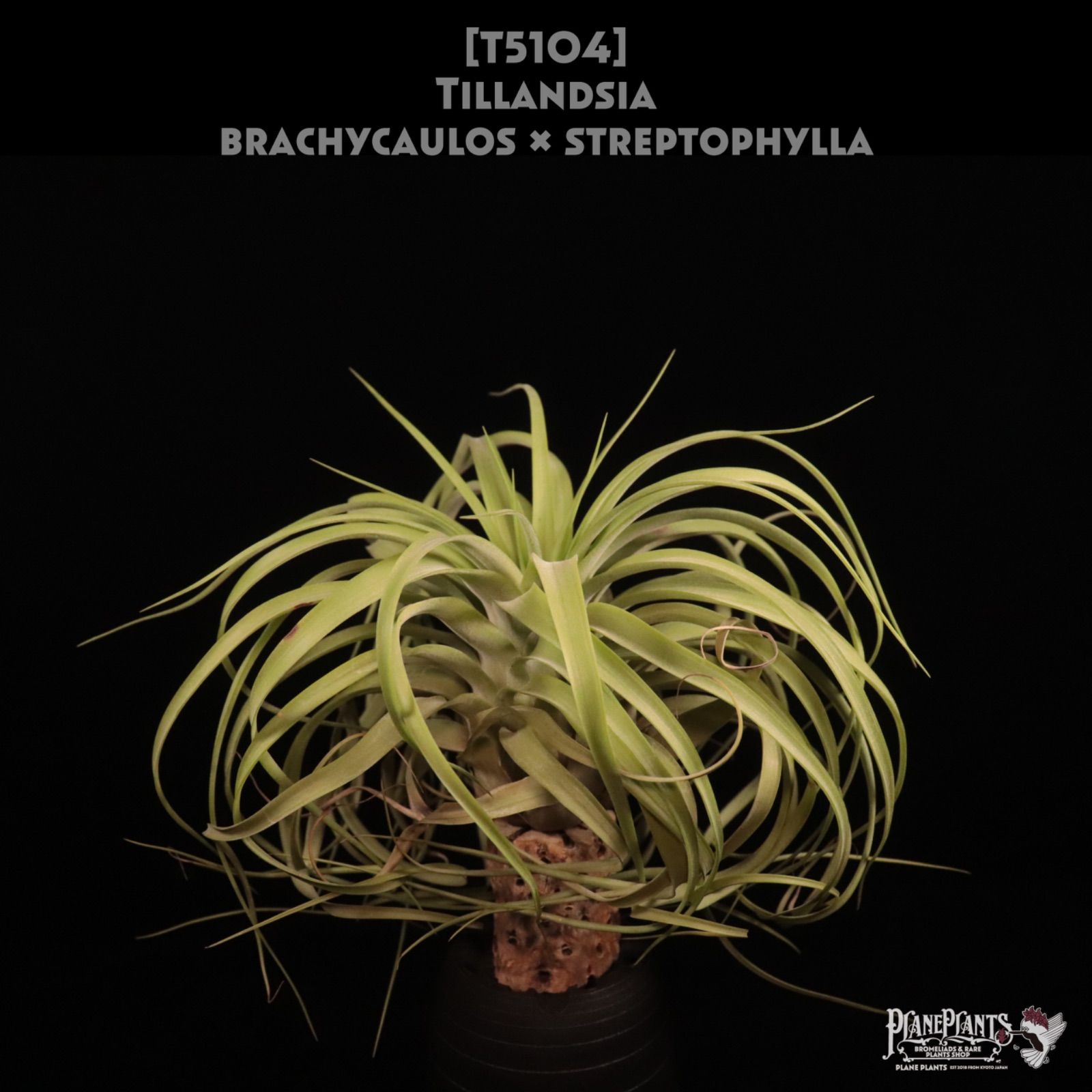 ☆ 名品【 南蛮人図瓢形瓶 円左エ門 作 】阿蘭陀趣味 染錦 金彩 金襴手 ☆