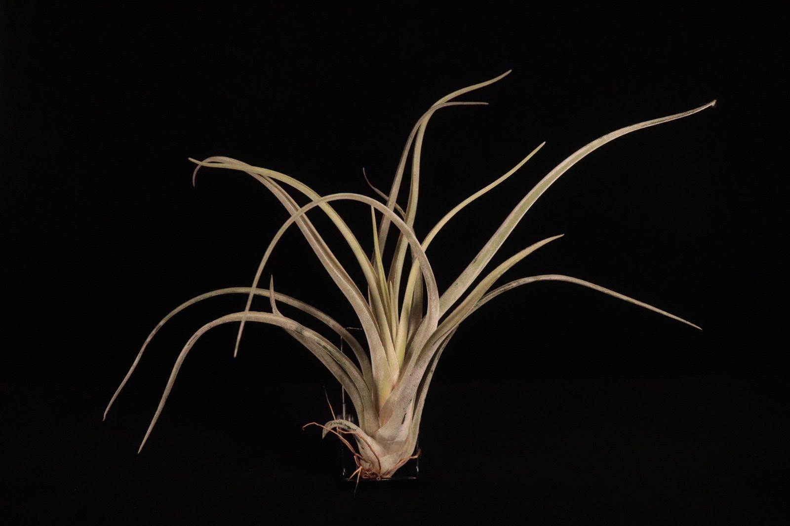 ブロメリア・エアープランツ T.caput-medusae 'Sonoran ' x T.'BC