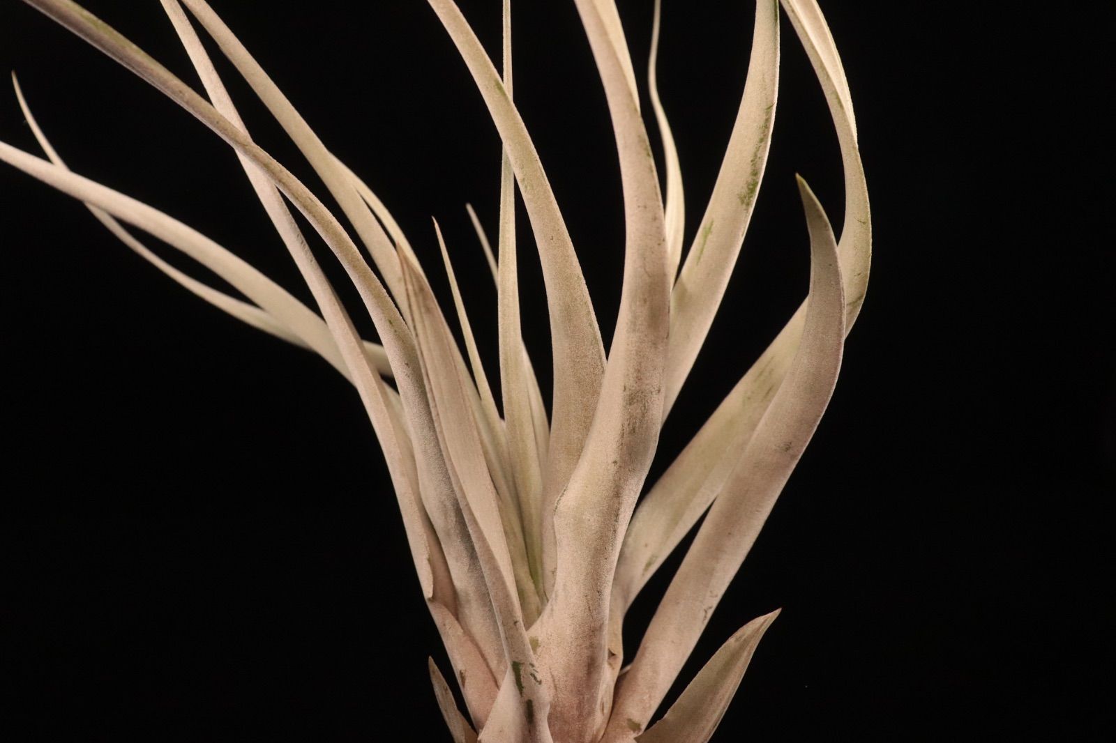 送料無料】chiapensis × xerographica〔エアプランツ〕現品発送T5110