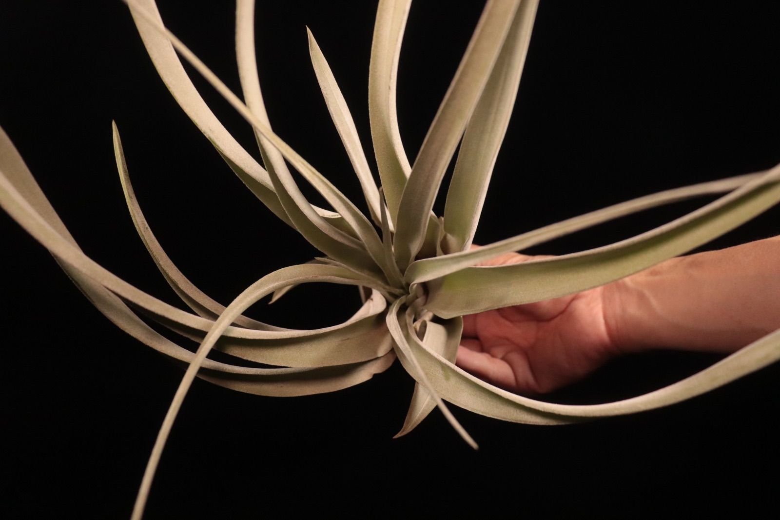 chiapensis × xerographica〔エアプランツ〕T5110 Ꭲ.xerographica x Ꭲ.chiapensis Red bract | 【Good