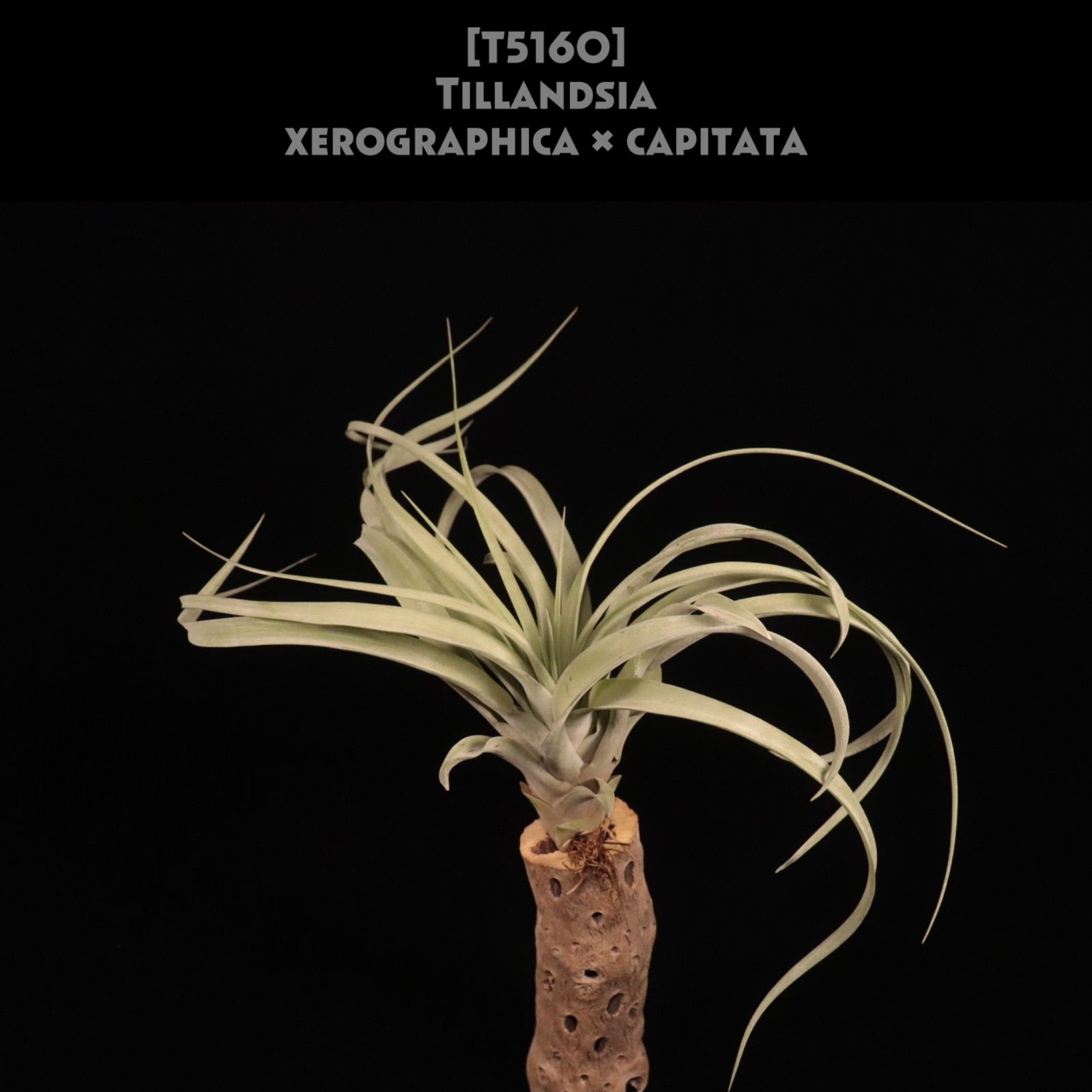 使われてた動作品 根菜洗い ブラシの程度が良い 高橋式 野菜洗機 GW3SN