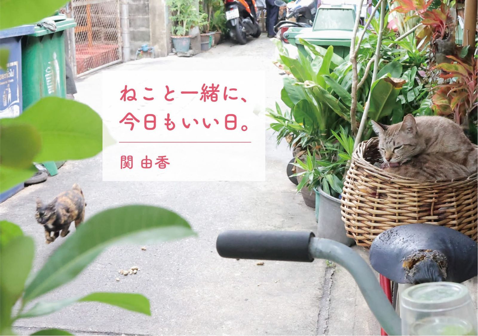 ねこと一緒に、今日もいい日。