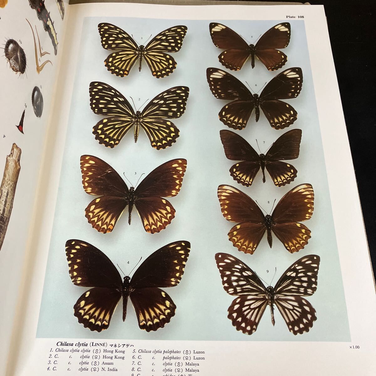 世界のアゲハチョウ 五十嵐邁 1979年 講談社