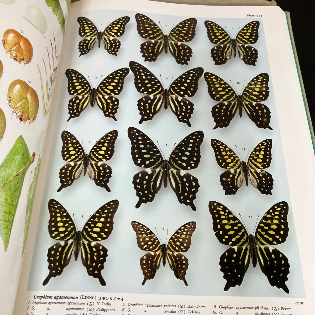 世界のアゲハチョウ 五十嵐邁