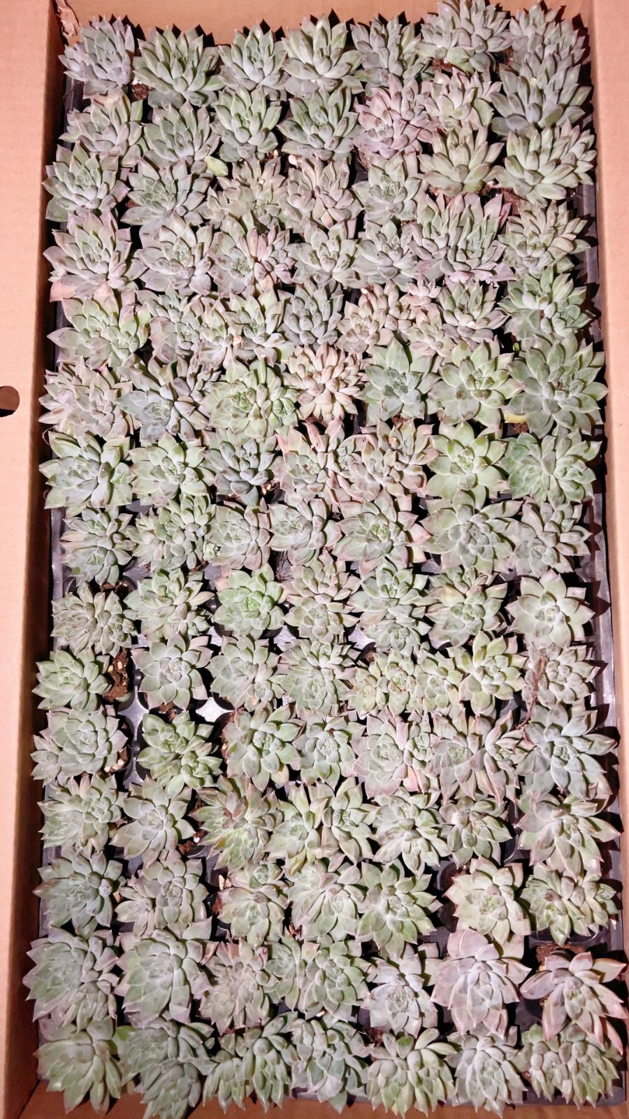 新発売 LL067 美人系 105苗セット 土と根付き 多肉植物 エケベリア