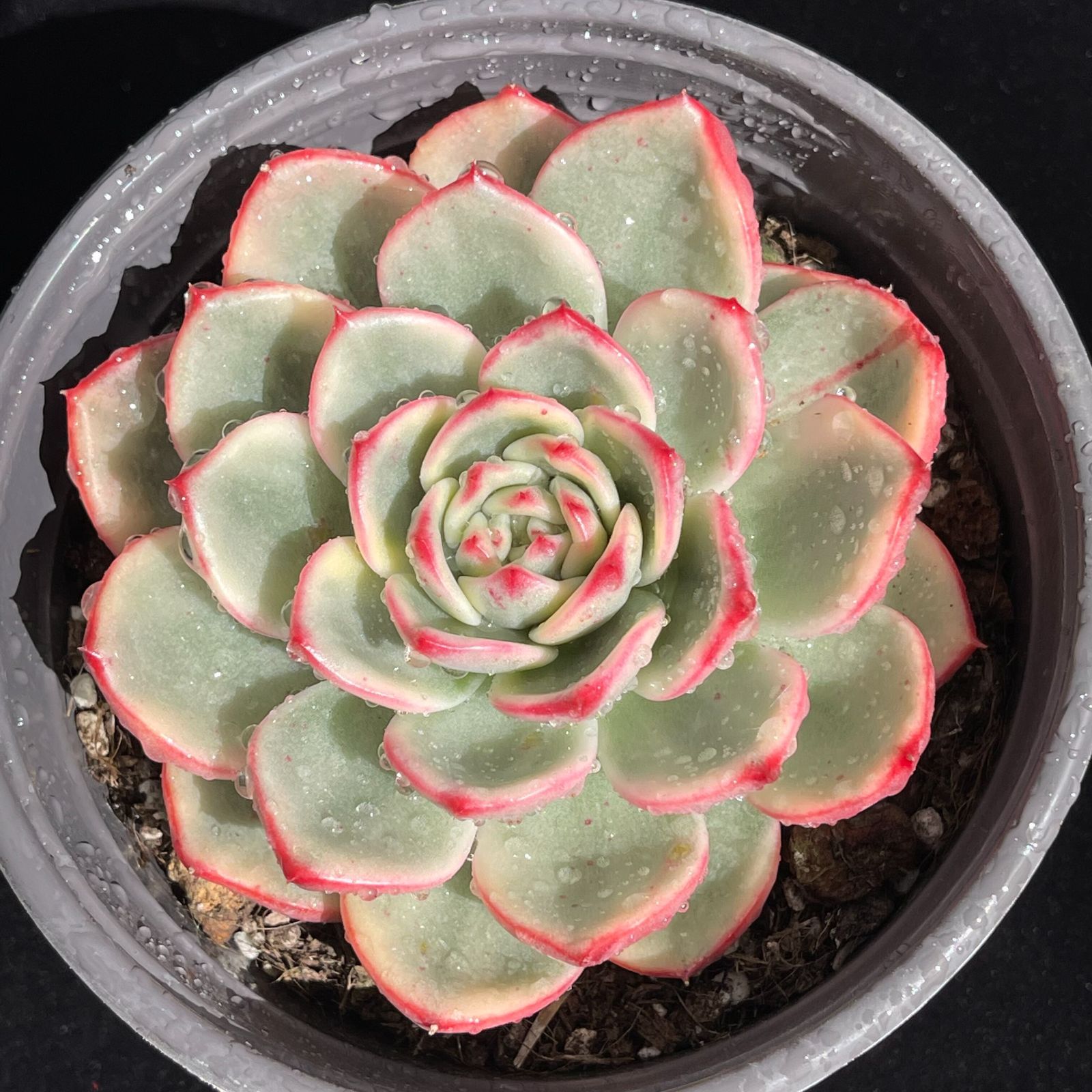 YW107蒼の錦韓国苗 多肉植物 抜き苗 エケベリア 即購入可 1苗 - メルカリ