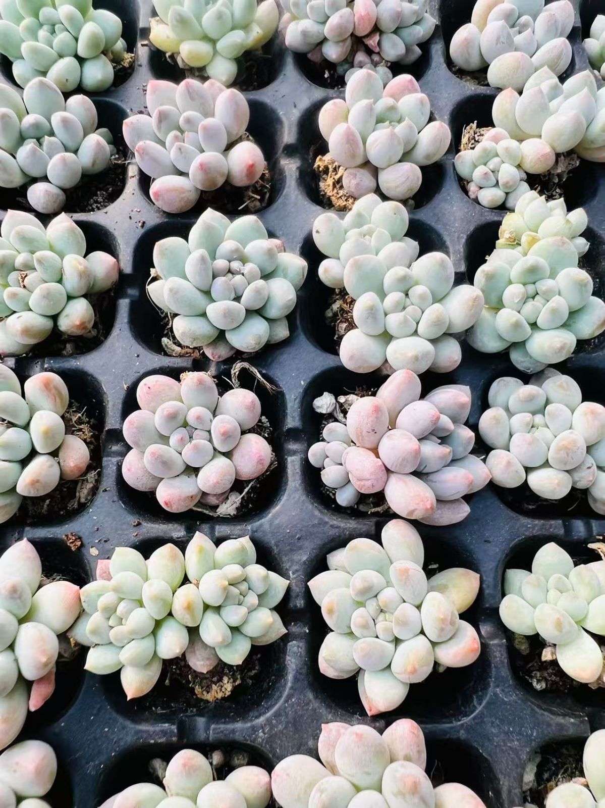 新春セール LL028 ピンクバブル 105苗セット 土と根付き 多肉植物