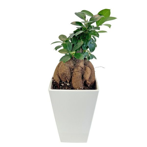 ガジュマル 4号 スクエア鉢 観葉植物 多幸の木 Chinese Banyan 