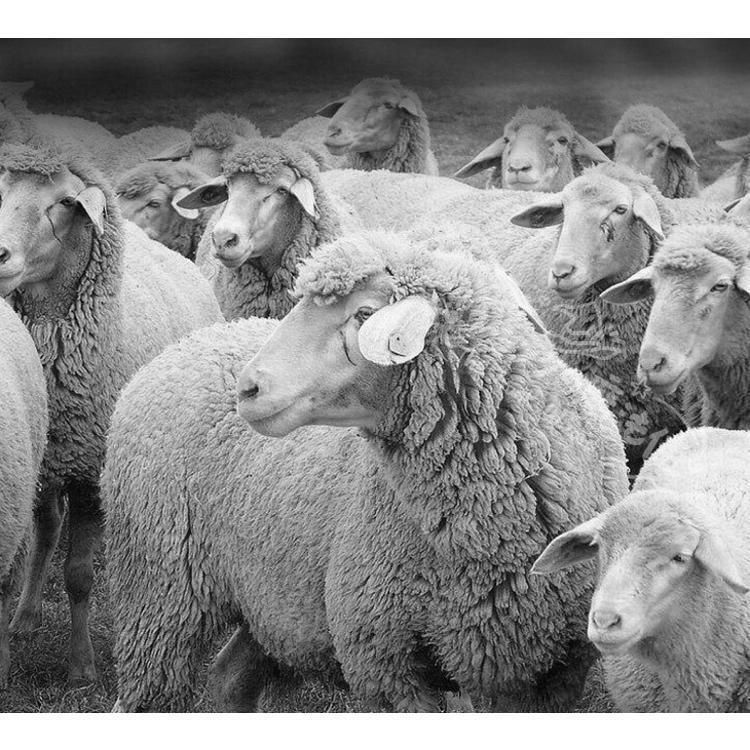 カシミヤ カーディガン