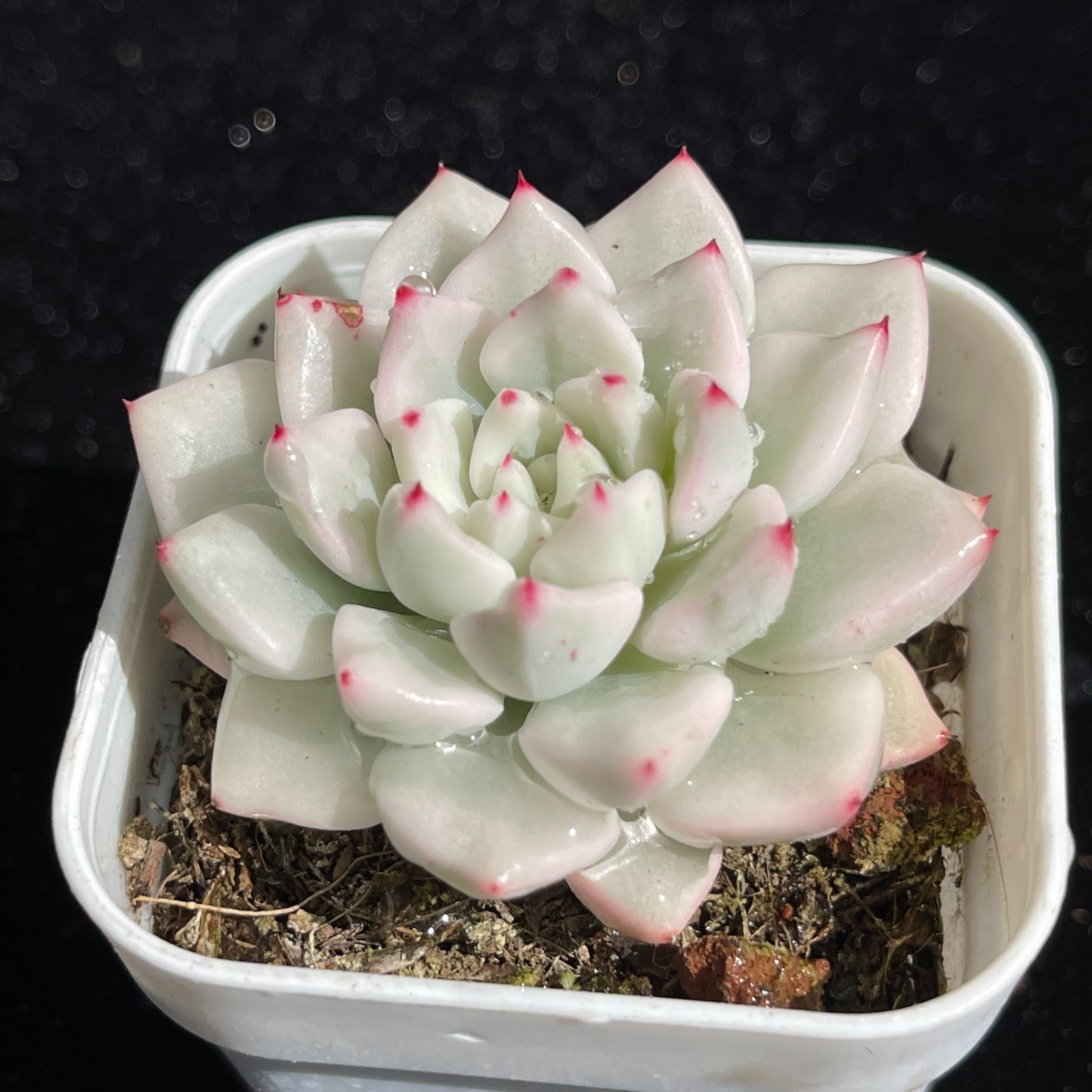 YW110氷雪の美人錦韓国苗 多肉植物 抜き苗 エケベリア 即購入可 1苗