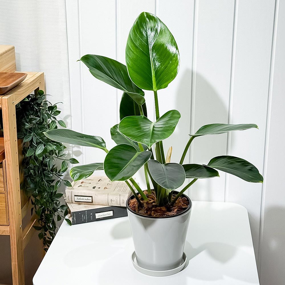 2株セット　群生株 精巧殿（セイコウドン）鉢付き発送 観葉植物 PLANCHU 観葉植物 フィロデンドロン グリーンプリンセス 5号