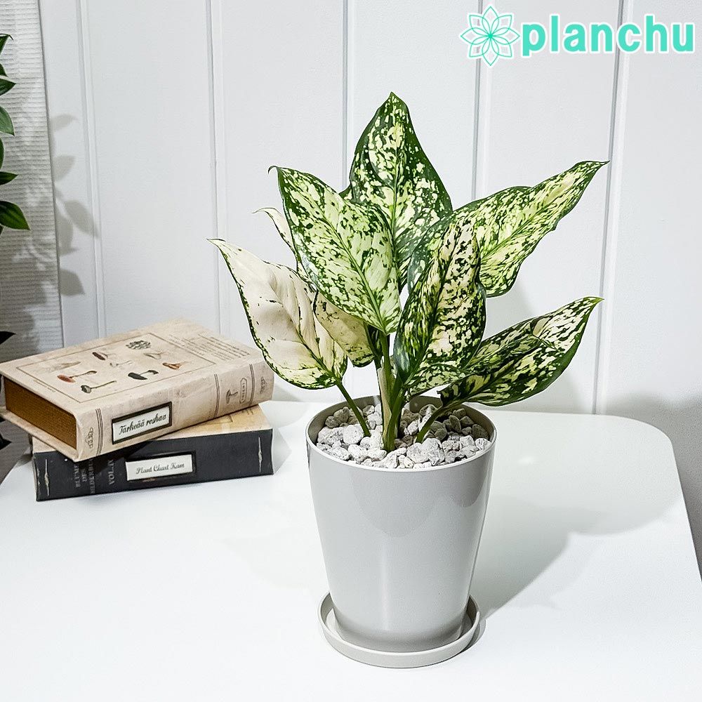 希少】1988 ネパール 大型銀貨 5oz