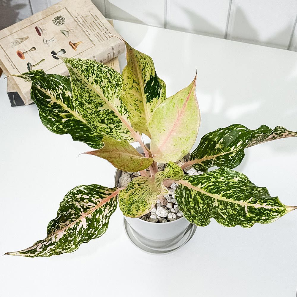 PLANCHU 観葉植物 アグラオネマ スターダストオレンジ 4号鉢 受け皿