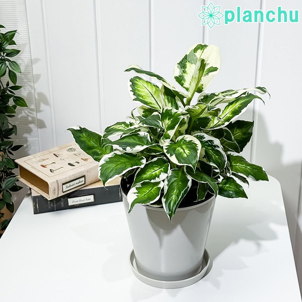 田崎昭作、【雷神〈北京の秋〉】、希少な額装用画集より、状態良好