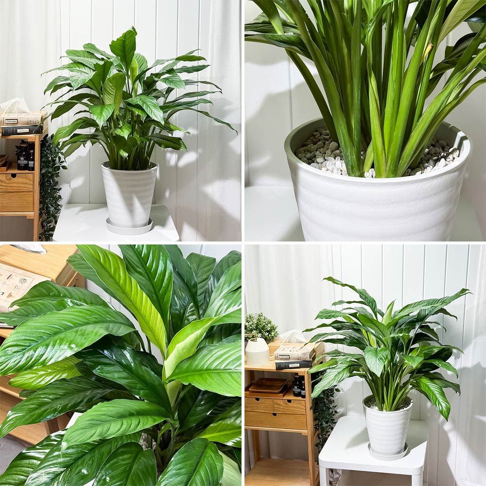 育て方説明書付き PVP