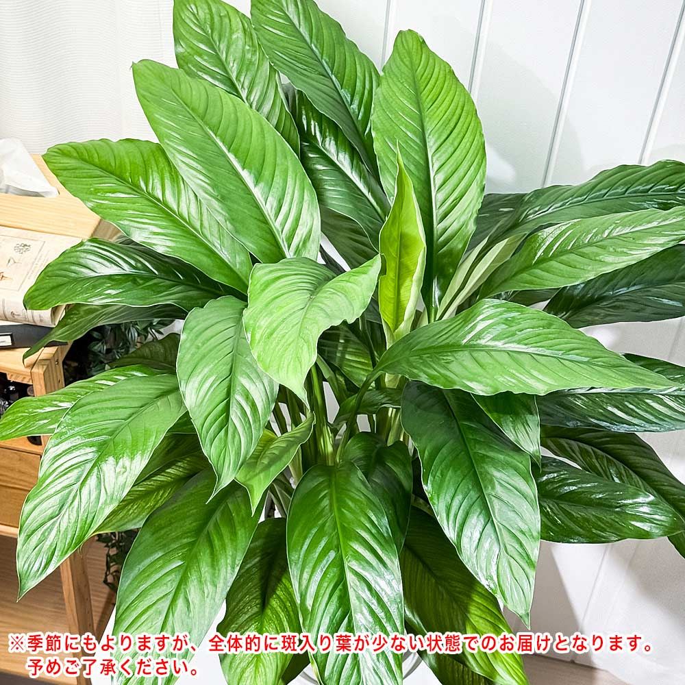 PLANCHU 観葉植物 スパティフィラム いせ姫 8号鉢 受け皿付き 育て方説明書付き PVP Spathiphyllum ‘Isehime’ 斑入り イセヒメ アロイド その他観葉植物 観葉植物 フラワー ガーデニング