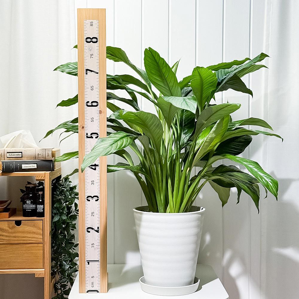 イセヒメ アロイド