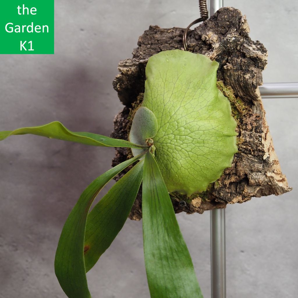 ビカクシダ】ダウボーイ Daw20004 【コウモリラン】 - メルカリ