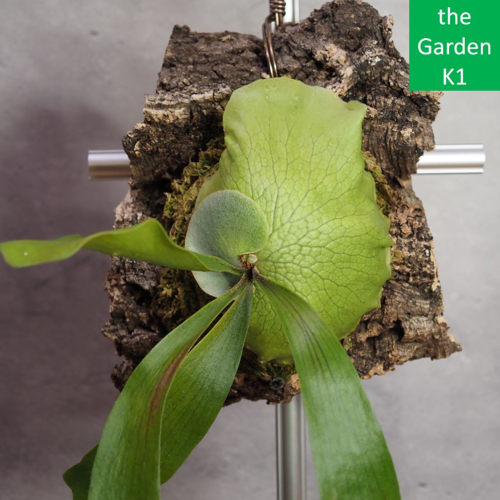 ビカクシダ ダウボーイ 園芸ネット本店｜ビカクシダ（コウモリラン）：ダウボーイ3号ポット の