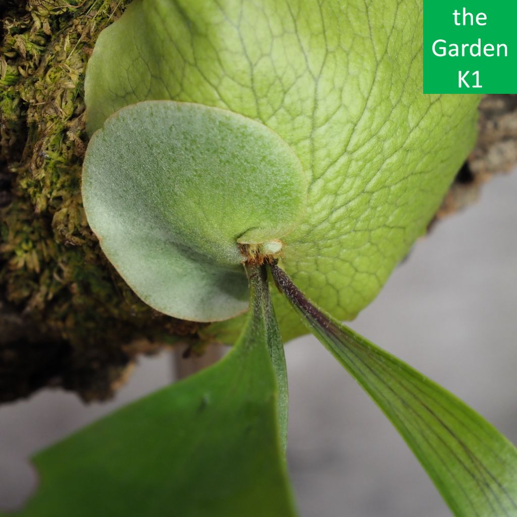 ビカクシダ】ダウボーイ Daw20004 【コウモリラン】 - メルカリ