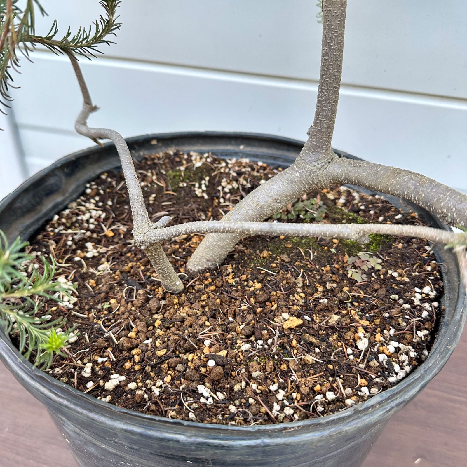 現品】④ バンクシア リトルエリック 10号 花芽付き 美株 大株