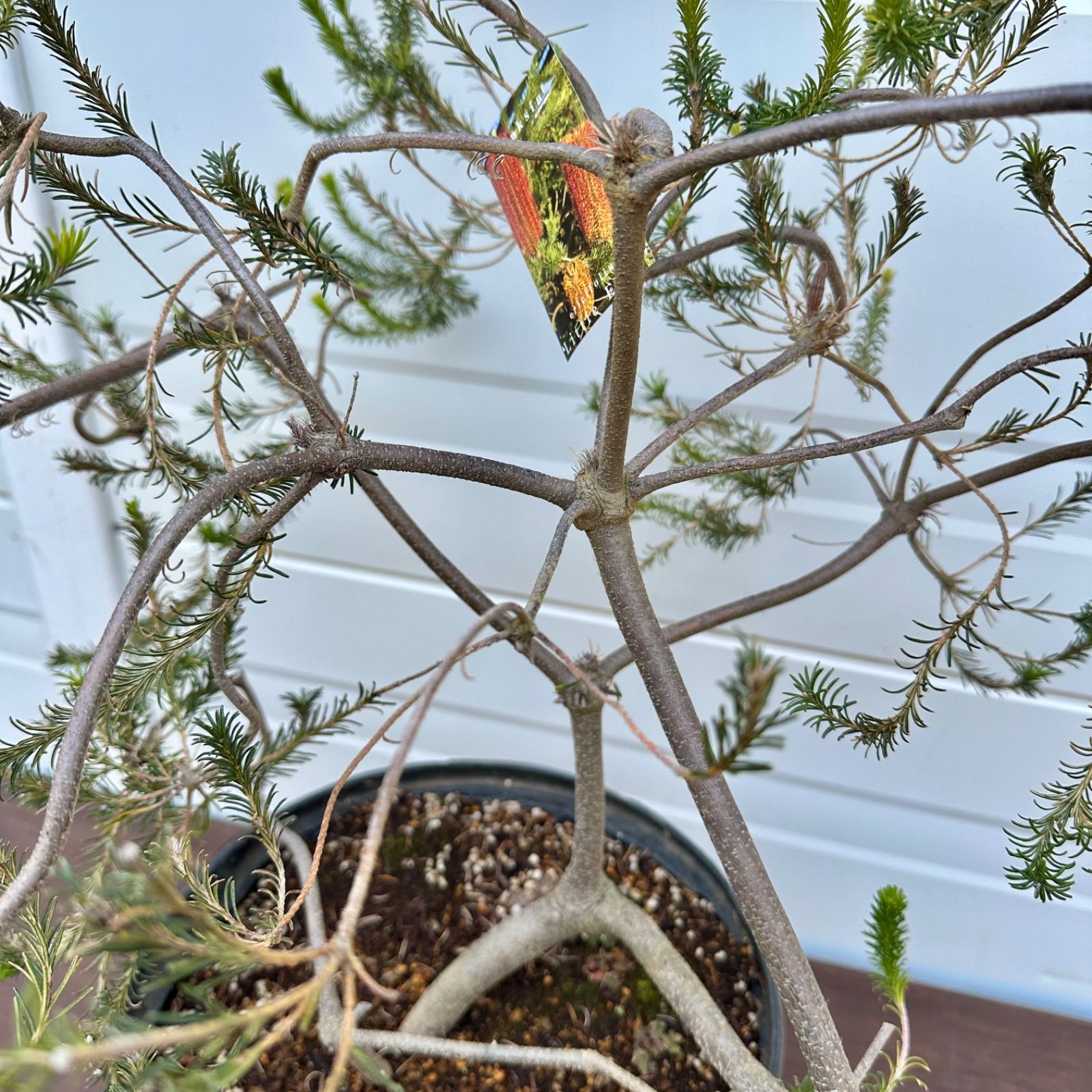 現品】④ バンクシア リトルエリック 10号 花芽付き 美株 大株