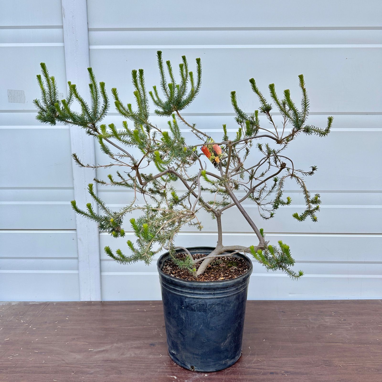 現品】④ バンクシア リトルエリック 10号 花芽付き 美株 大株