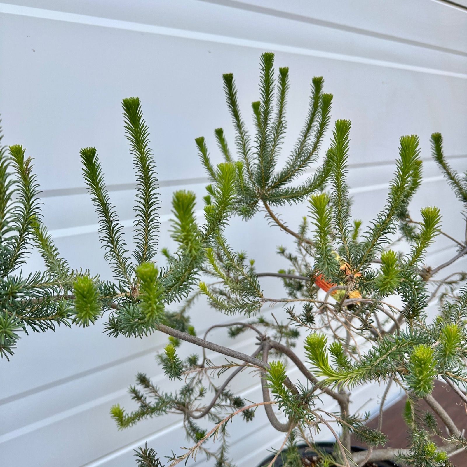 現品】④ バンクシア リトルエリック 10号 花芽付き 美株 大株