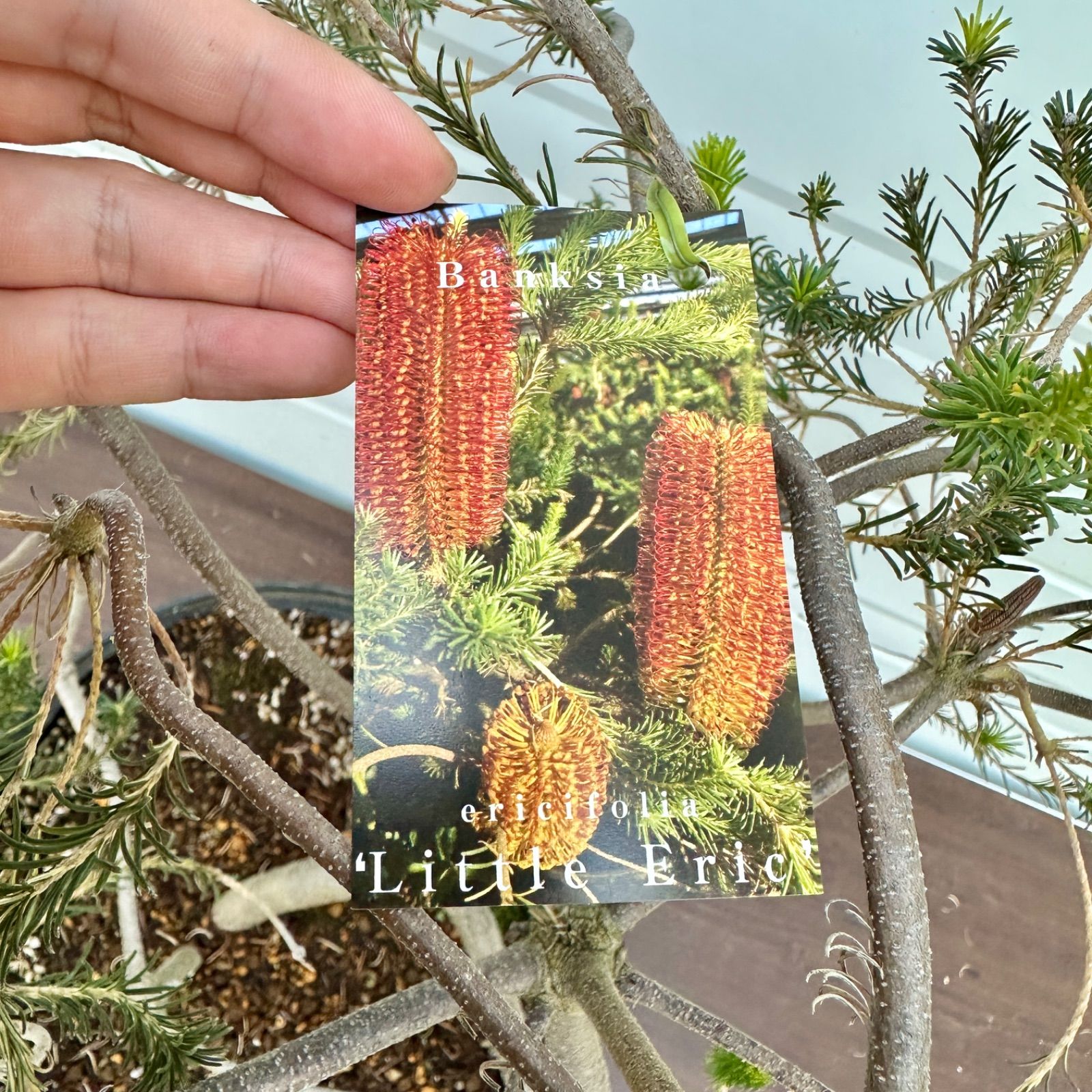 バンクシアリトルエリック　超希少大株 バンクシアリトルエリック 超希少大株 - メルカリ