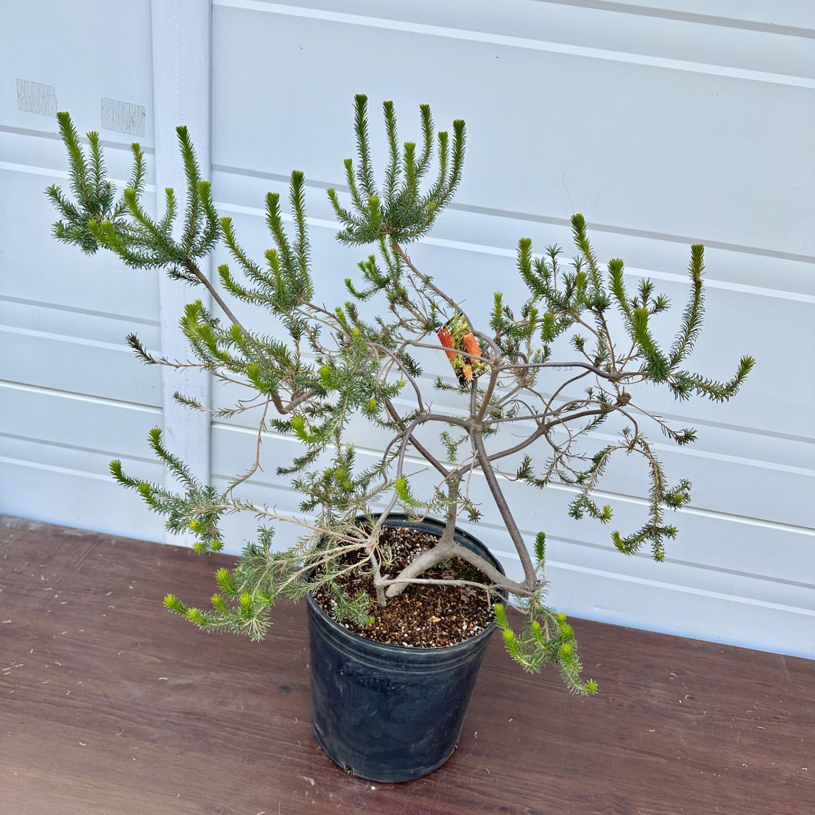 現品 ④ バンクシア リトルエリック 10号 花芽付き 美株 大株 シンボルツリー オージープランツ 品種