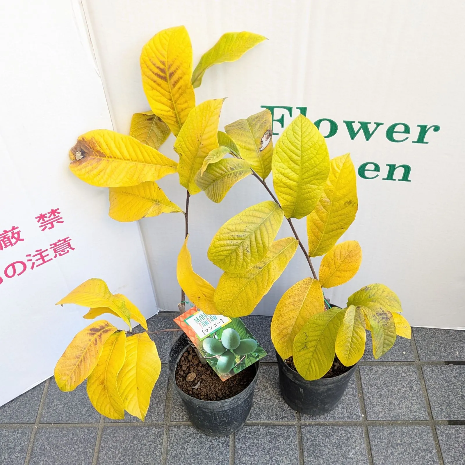 2026年最新】ホワイトサポテ 苗の人気アイテム - メルカリ