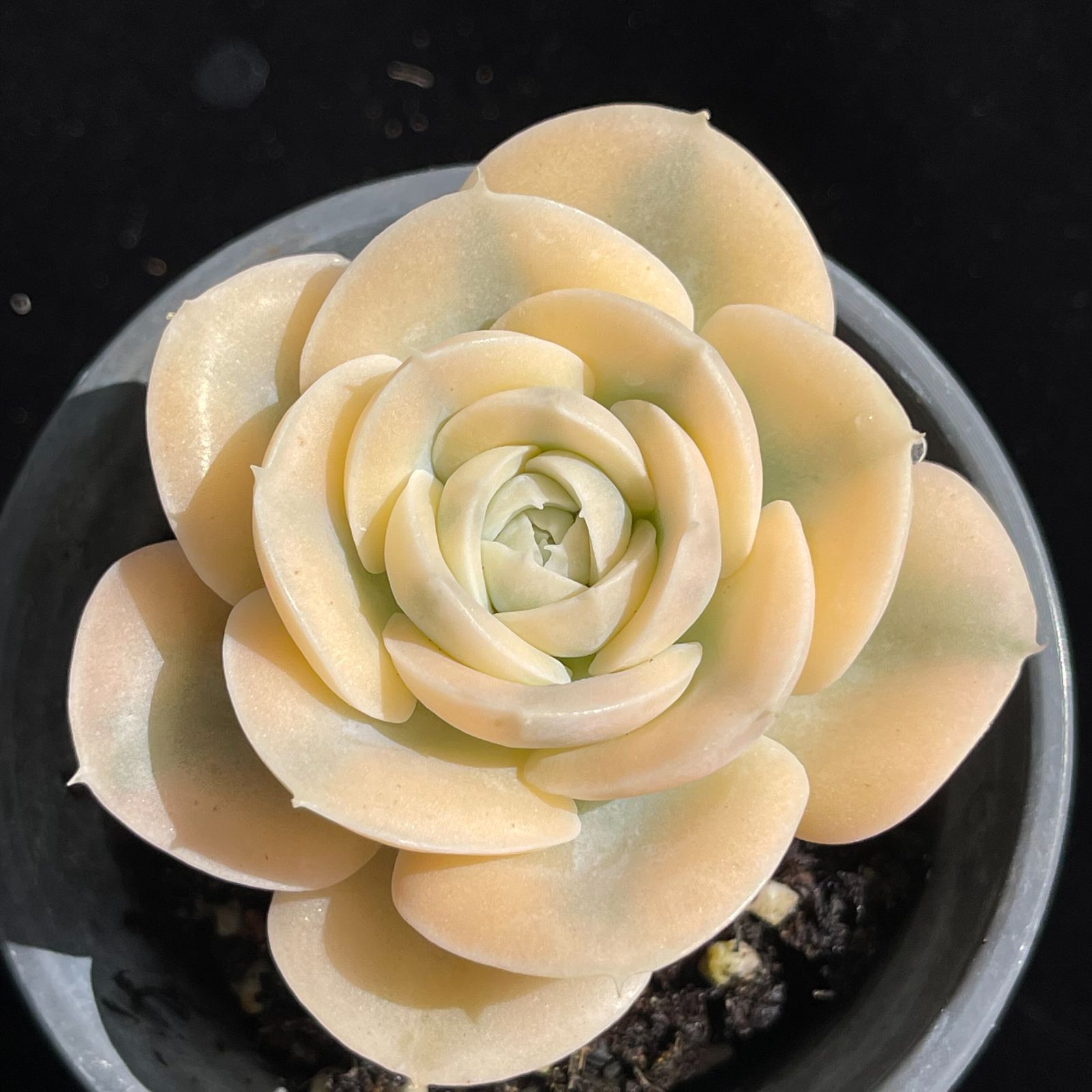 YW124ルーシー錦韓国苗 多肉植物 抜き苗 エケベリア 即購入可 1苗