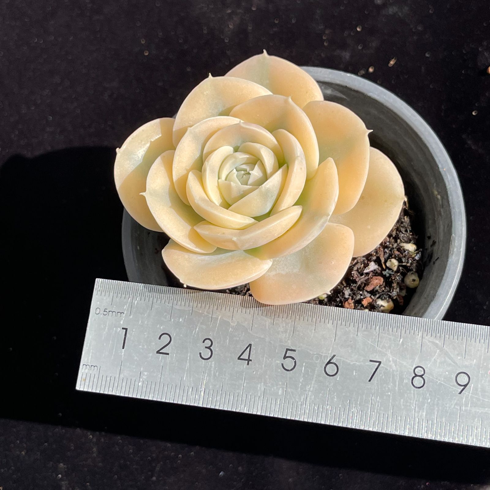 raulensisu 中(韓国苗) YW124ルーシー錦韓国苗 多肉植物 抜き苗 エケベリア 即購入可 1苗