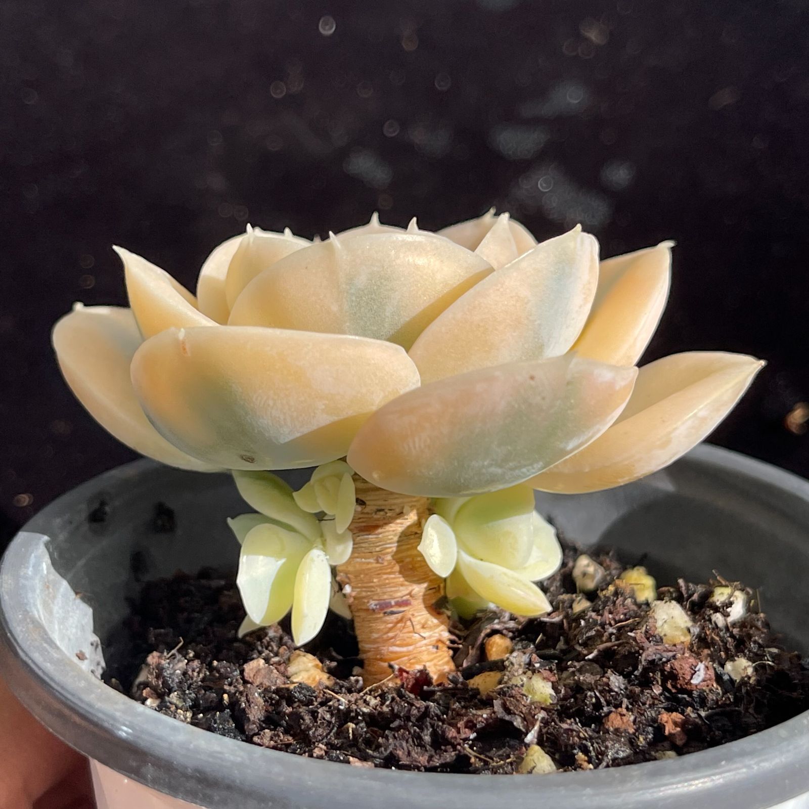 YW124ルーシー錦韓国苗 多肉植物 抜き苗 エケベリア 即購入可 1苗