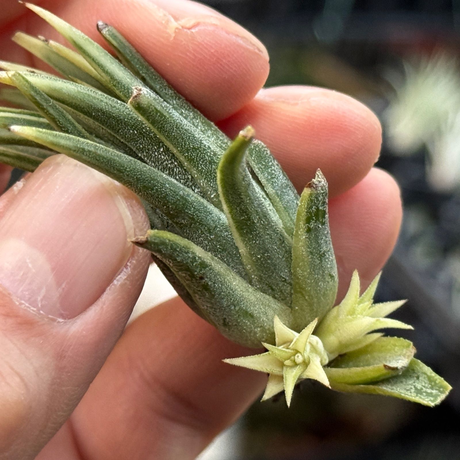 限りなく真っ白 子株を量産し続けた親株 ホワイティ系ミニチュア2株 ホワイト率高め チランジア イオナンタ アルボマルギナータ アルボマージナータ Tillandsia ionantha Albomarginata エアプランツ フラワーショップ江口