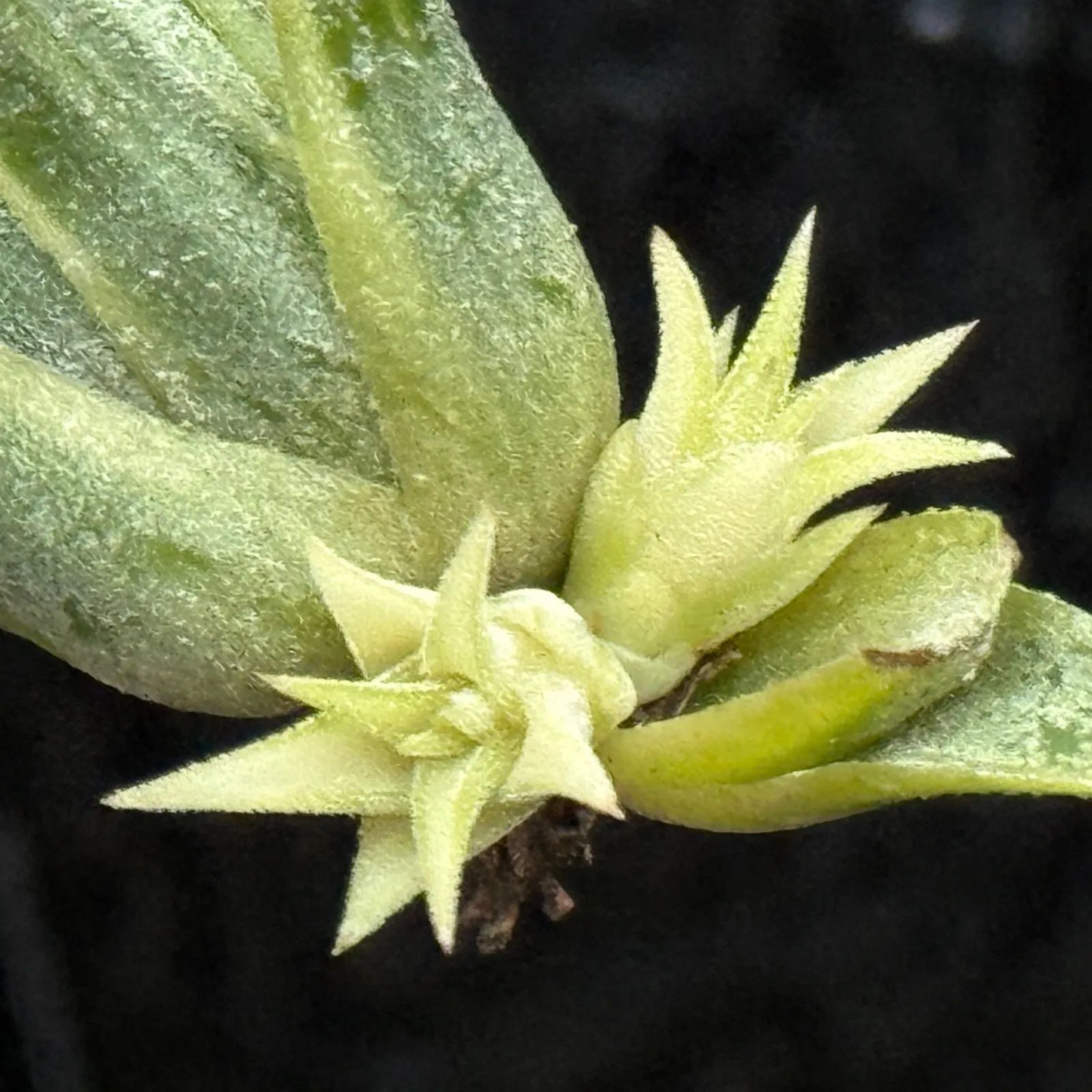 限りなく真っ白 子株を量産し続けた親株 ホワイティ系ミニチュア2株 ホワイト率高め チランジア イオナンタ アルボマルギナータ アルボマージナータ Tillandsia ionantha Albomarginata エアプランツ フラワーショップ江口