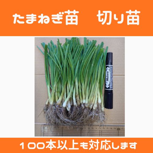 玉ねぎ 苗 ネオアース1000本! 玉ねぎ苗 もみじ3号 1000本 ≪人気≫10