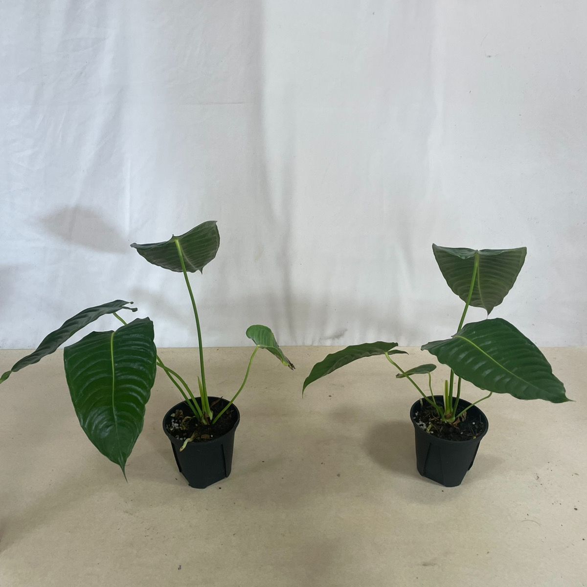 ドラセナ コンシンネ レインボー 3【現品】観葉植物 室内 大型 現品